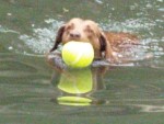 Highlight for Album: Bull Creek Dog Park