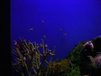 Where's Nemo??