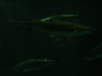 Tue 12 Apr 2005 03:13:34 PM CDT