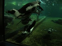 Pengins is Cute!