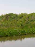 Don't be silly, father, that's a ... Heron.