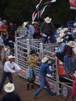 Highlight for Album: Wimberley 4th Rodeo 06